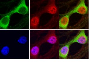 Cellules fluorescentes